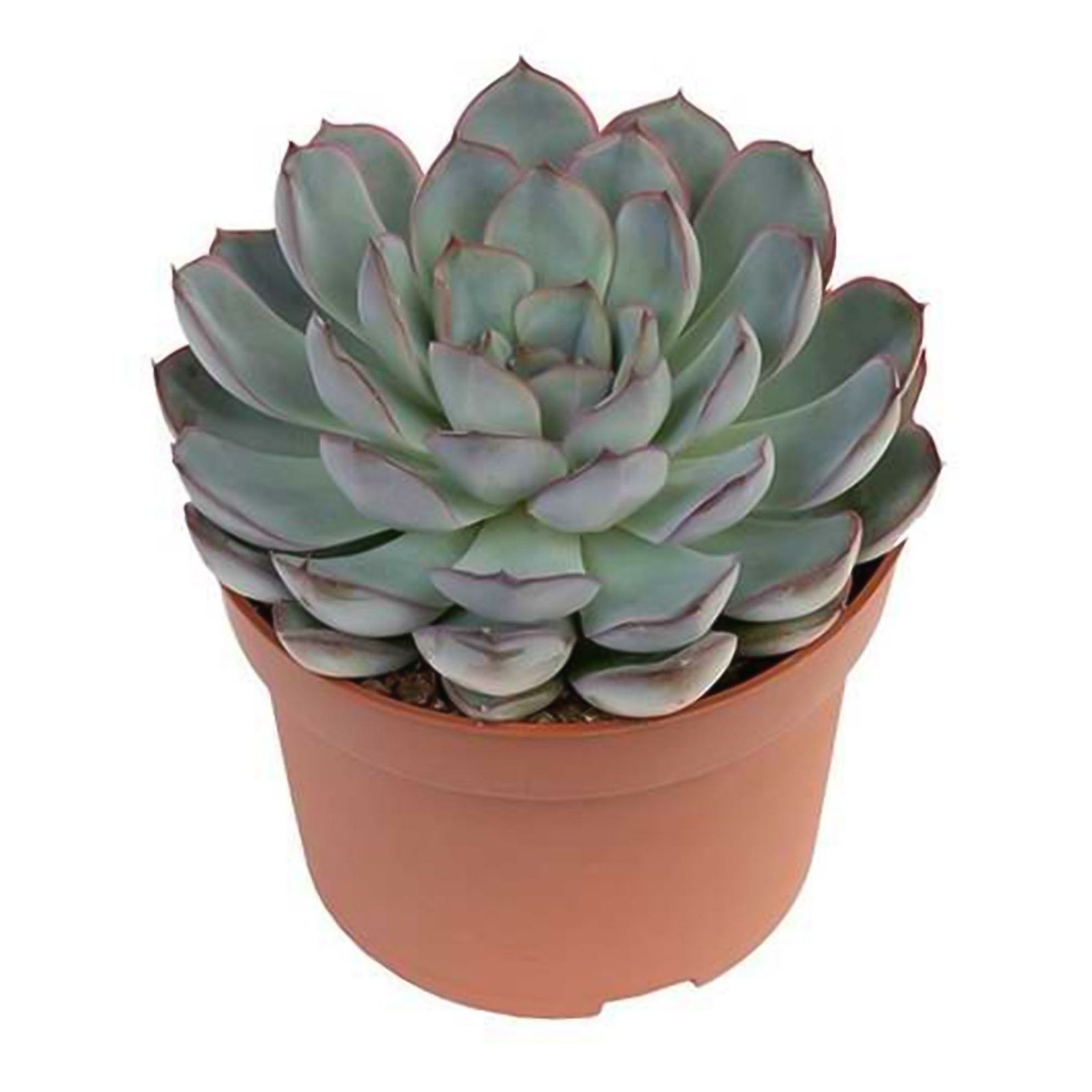 

Эхеверия Orangery Echeveria Apus h15 см d9 см