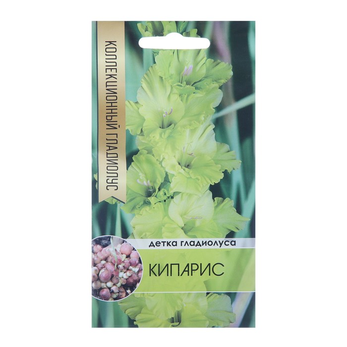 

Клубни гладиолус Кипарис 9590489 5 шт.
