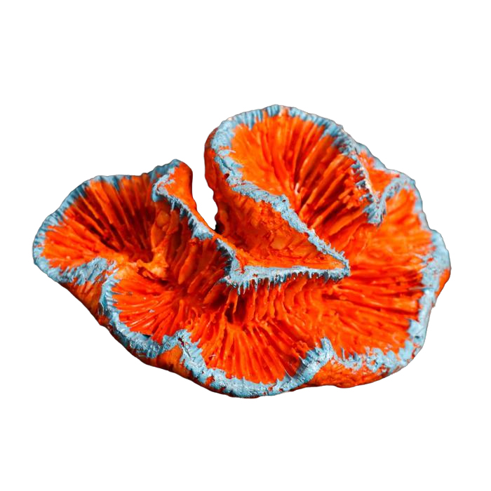 

Декоративный коралл Каталофиллия, 11 х 9 х 5,5 см