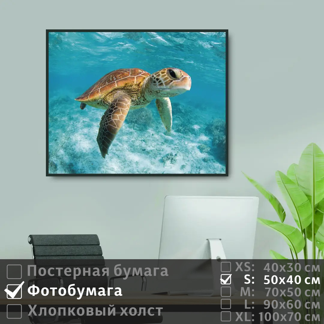 

Постер на фотобумаге ПолиЦентр Черепаха под водой в океане 50х40 см, ЧерепахаПодВодойВОкеане