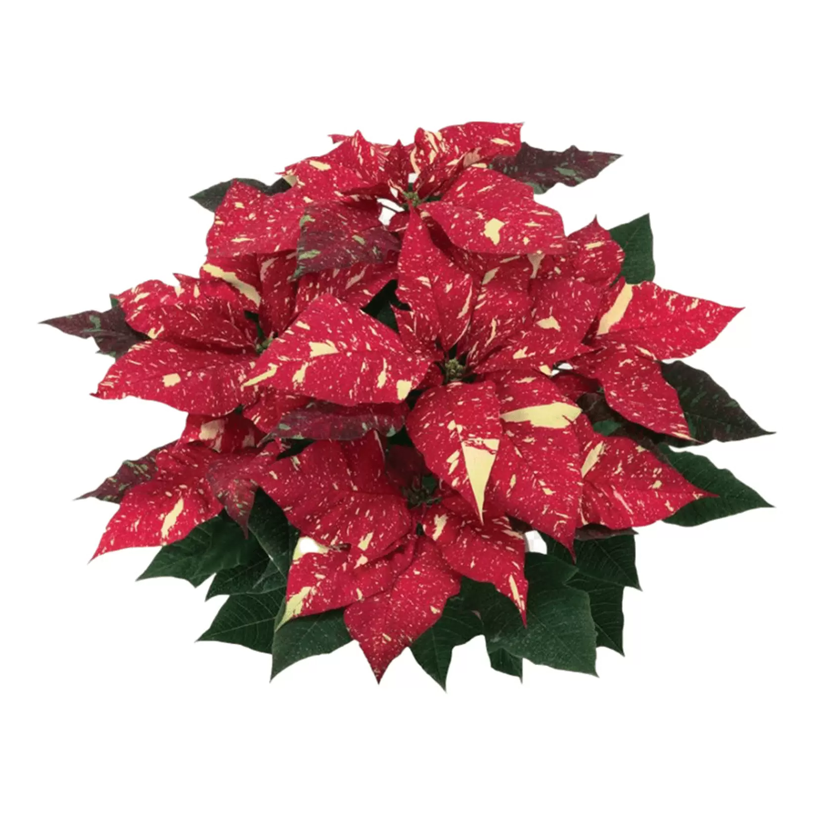 Пуансеттия пестрая h30 см d15 см