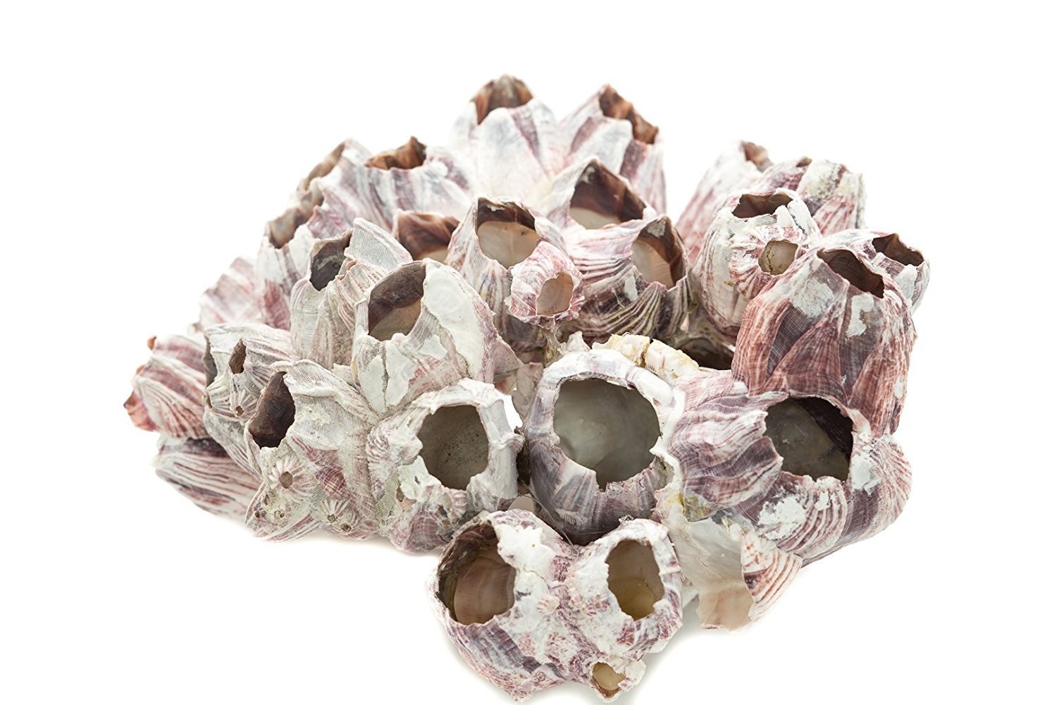

Натуральный коралл UDeco Barnacle, разноцветный, 12х10х10 см, Морской желудь