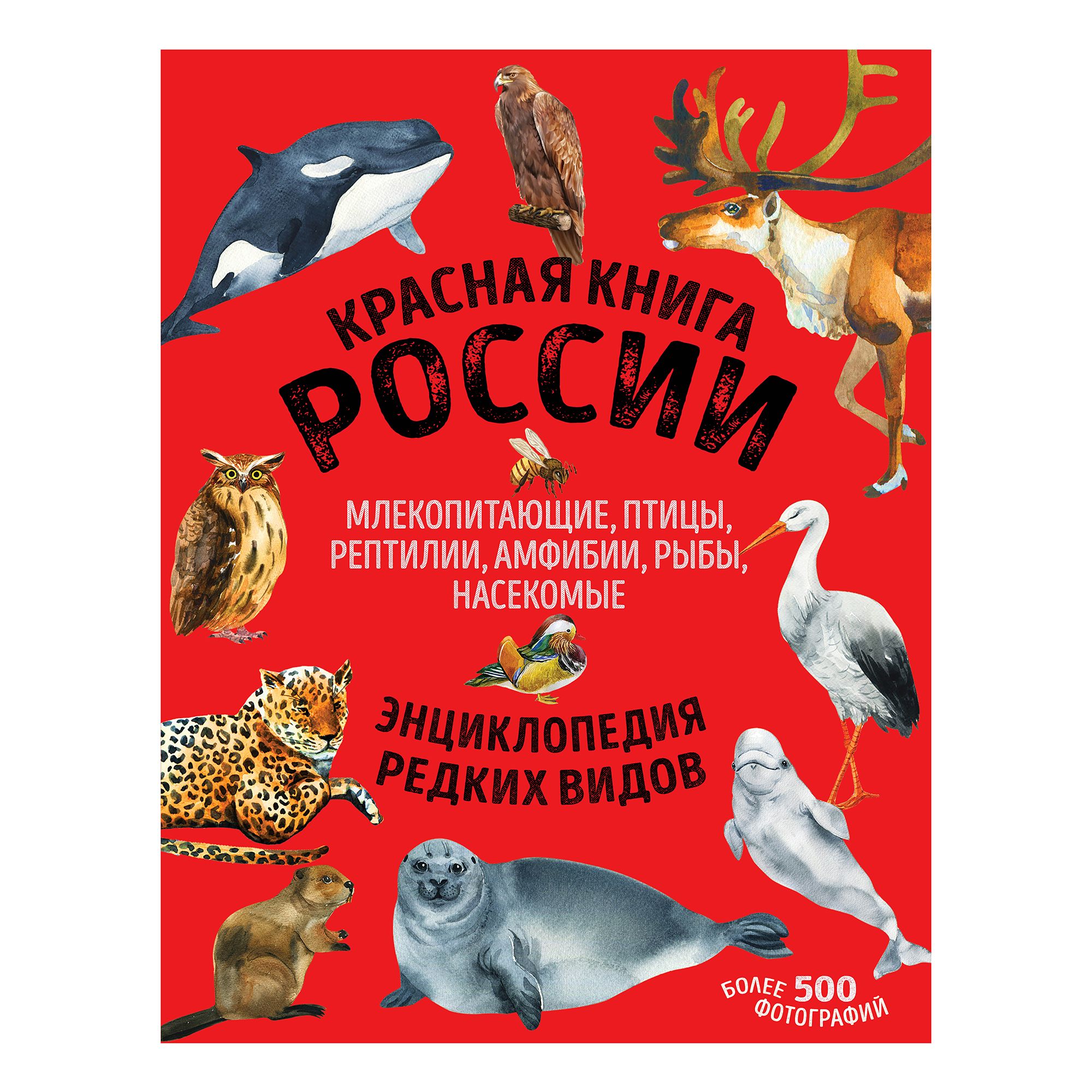 

Красная книга России: все о жизни дикой природы