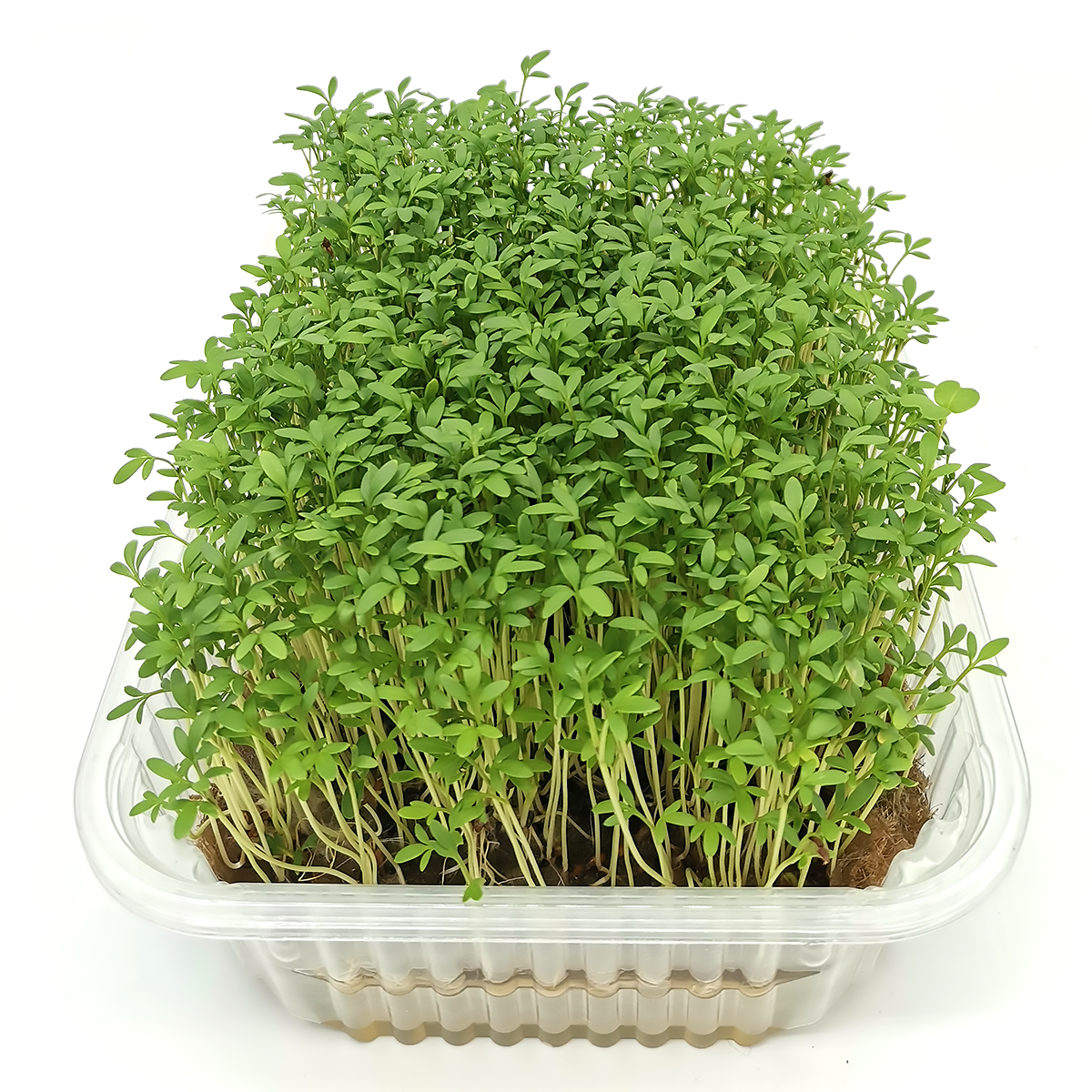 

Набор для выращивания микрозелени mGreen's Кресс-салат 1 урожай