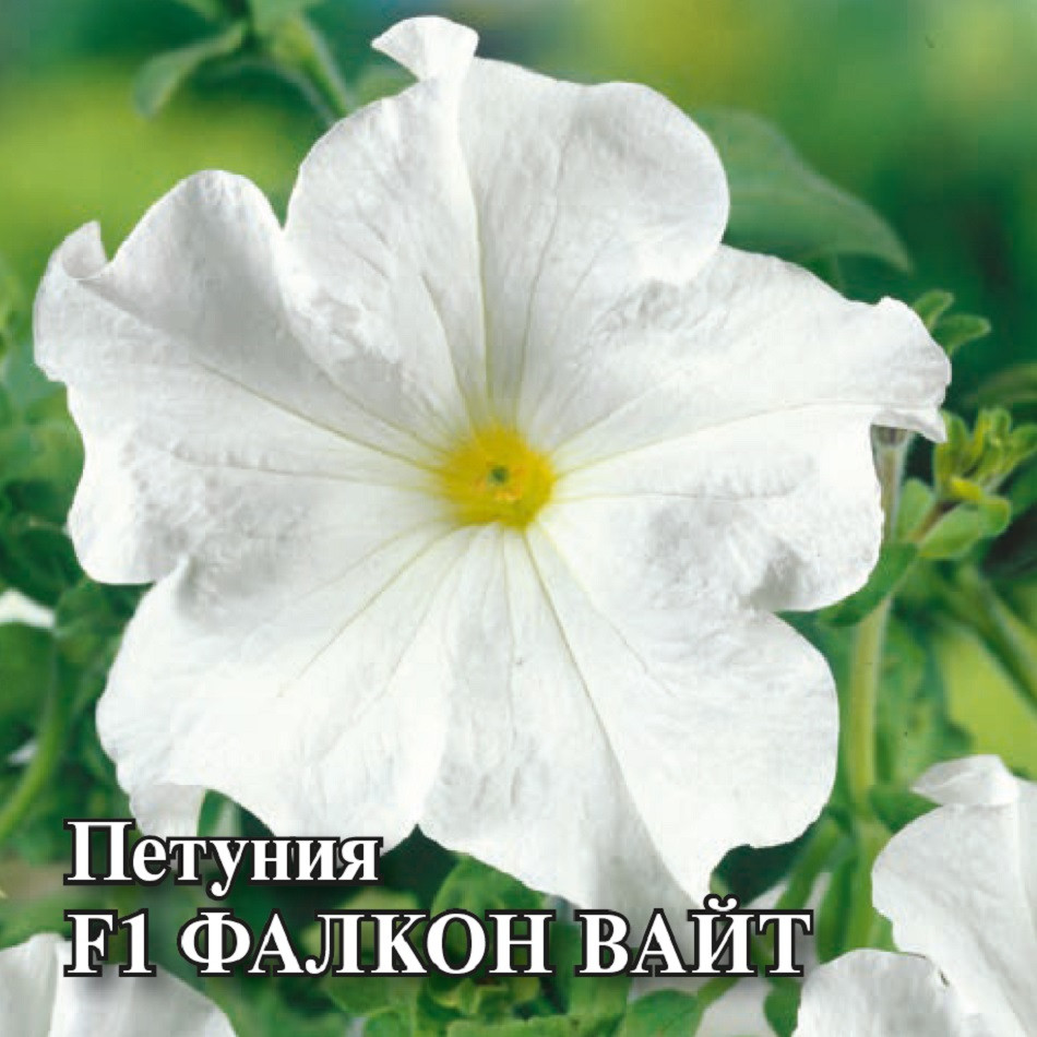 

Семена петуния Фалкон Вайт F1 Гавриш 1071856172-1 1 уп.