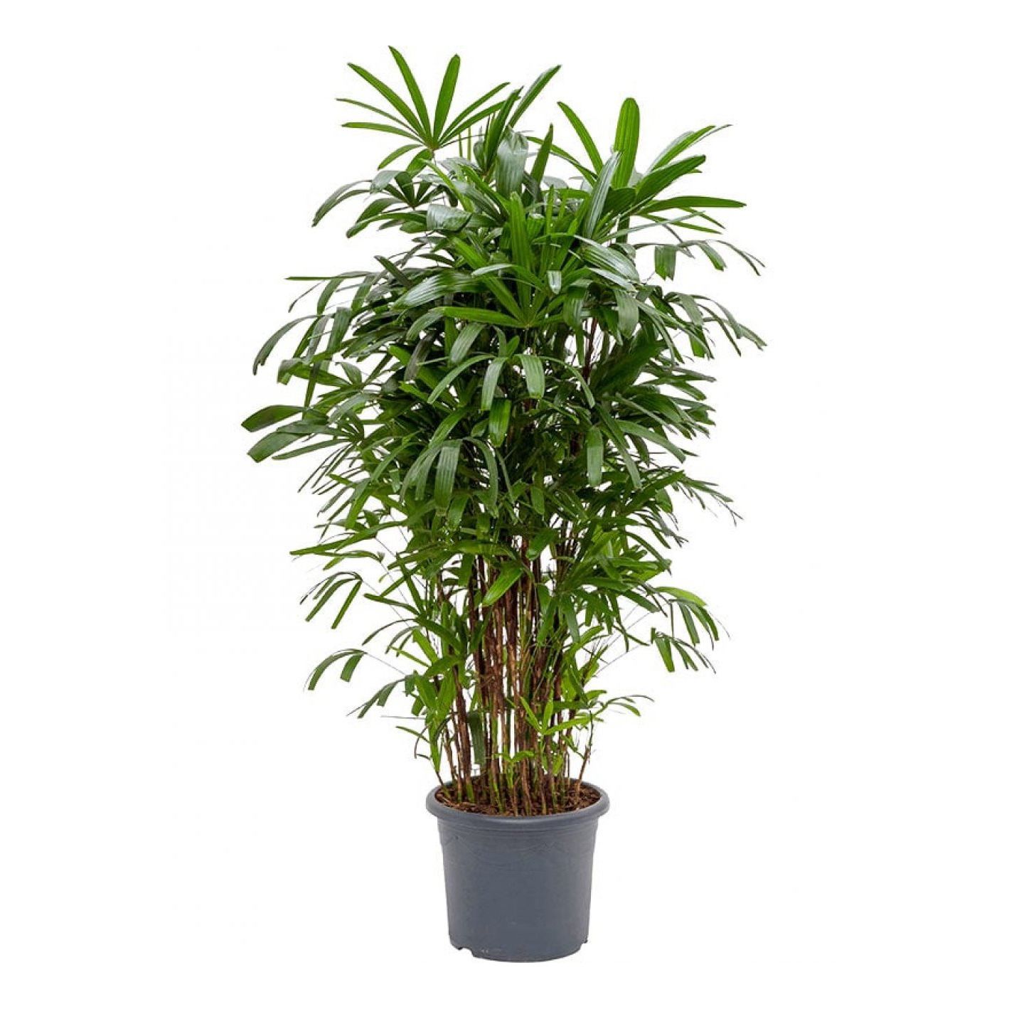

Рапис Orangery Rhapis excelsa 35 х 180 см
