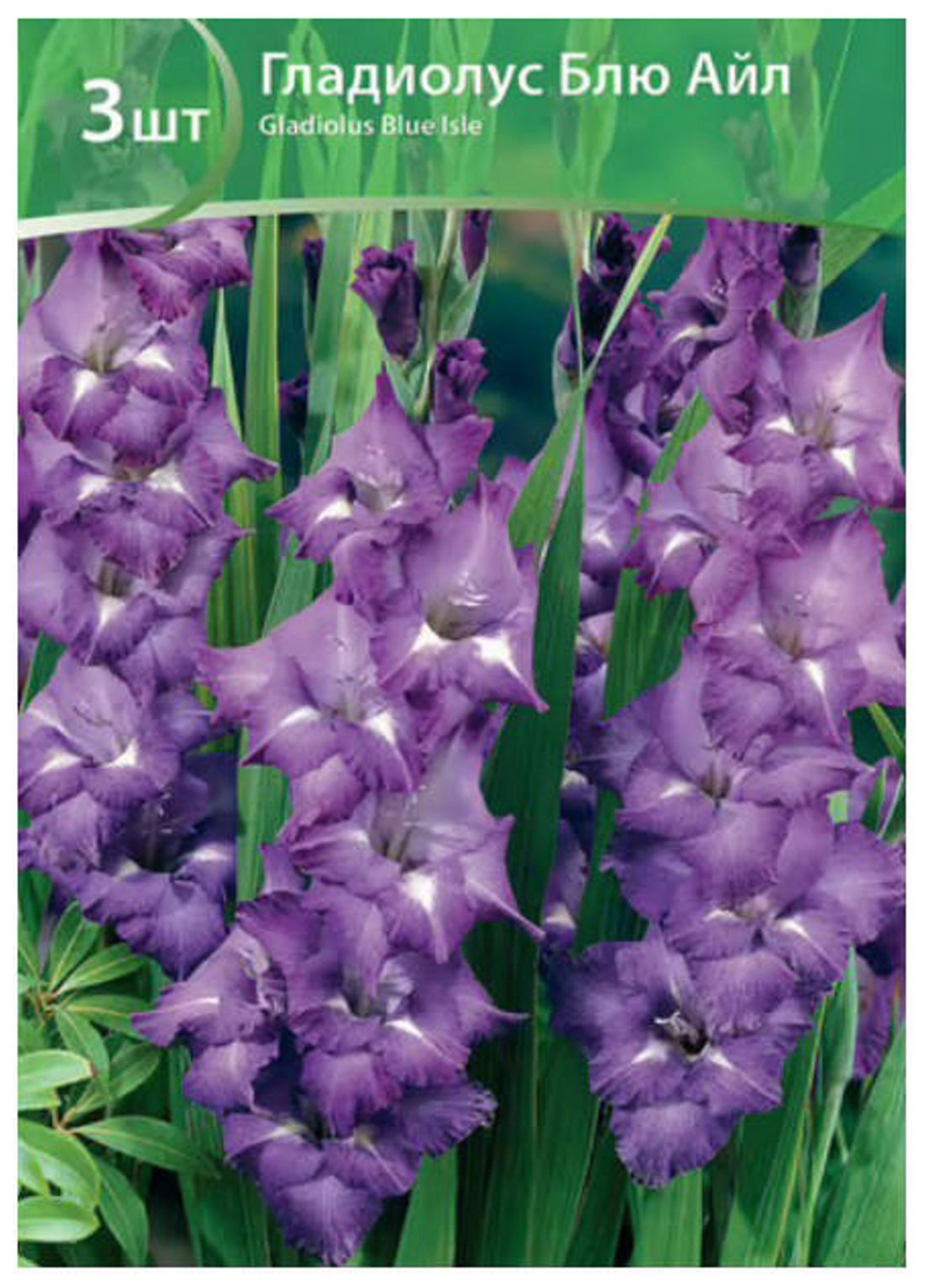 

Луковица Русский Огород Гладиолус Блу Айл 3 шт