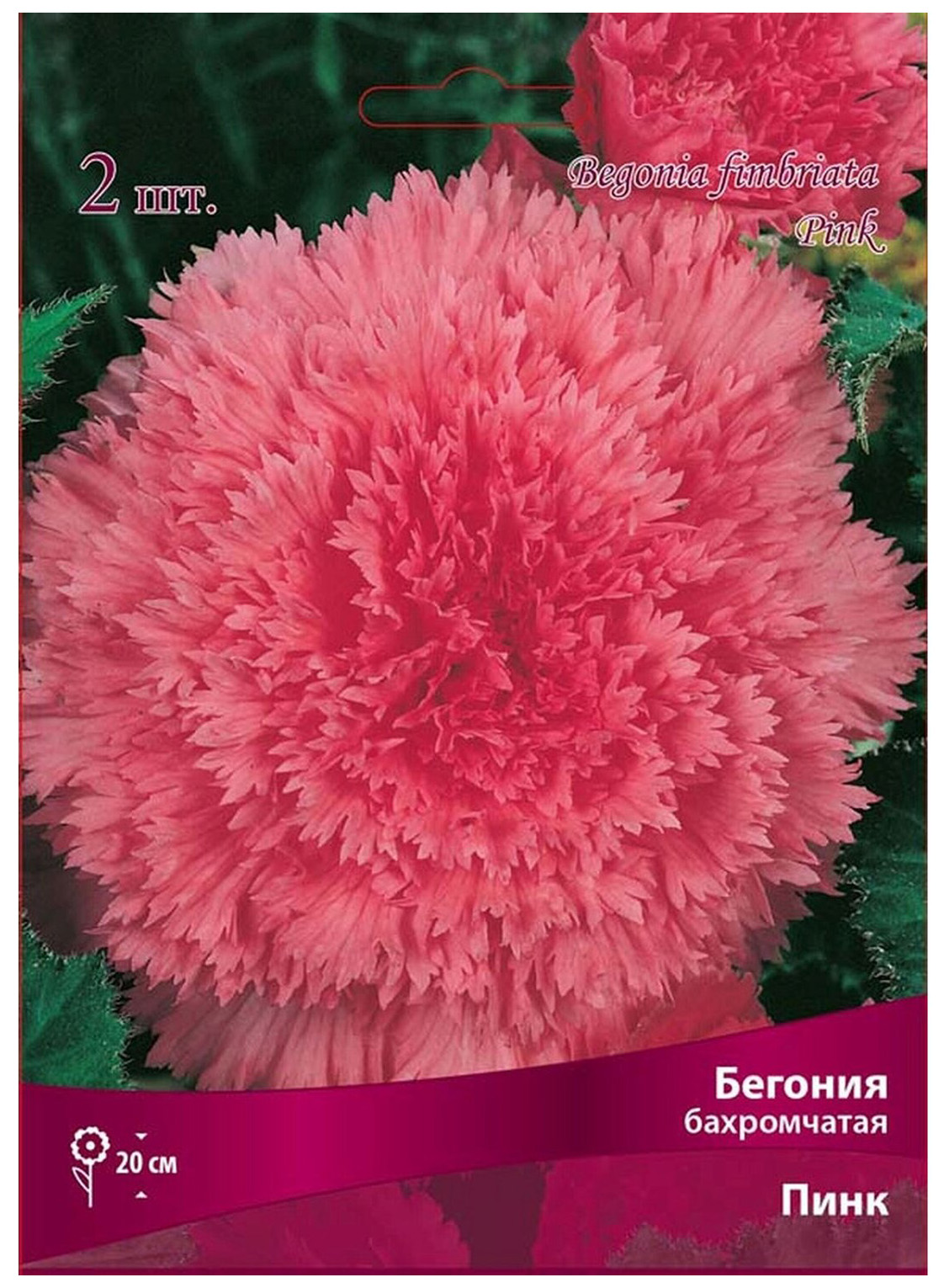 

Луковица Поиск Бегония Бахромчатая пинк