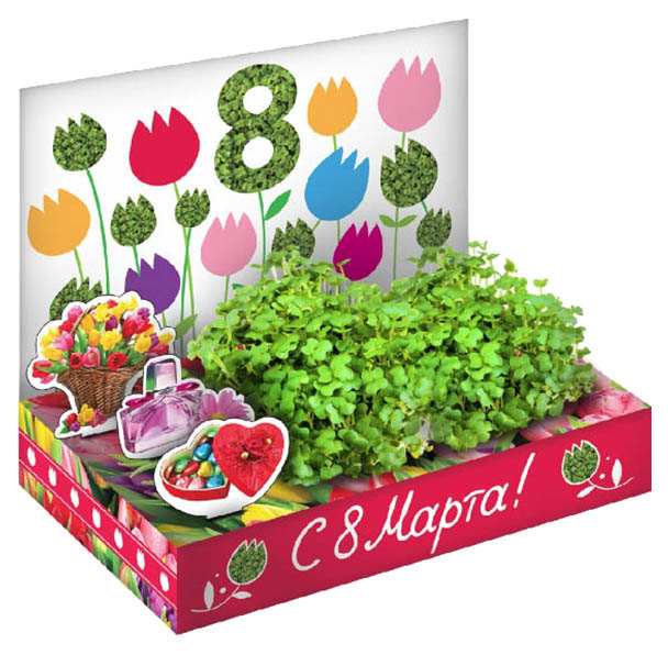 Набор для выращивания Happy Plant 8 марта № 1 - Тюльпаны hps-204 базилик, горчица