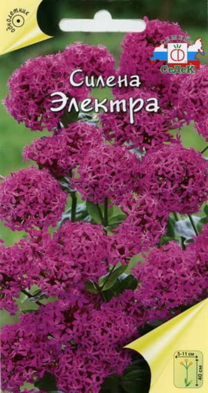 

Семена Силены Электра 1 г