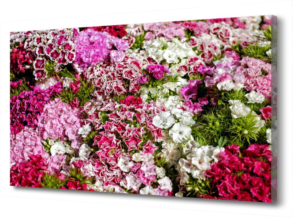 

Большая картина на холсте Цветы. Гвоздика PRC-955 (120x80см). Натуральный холст