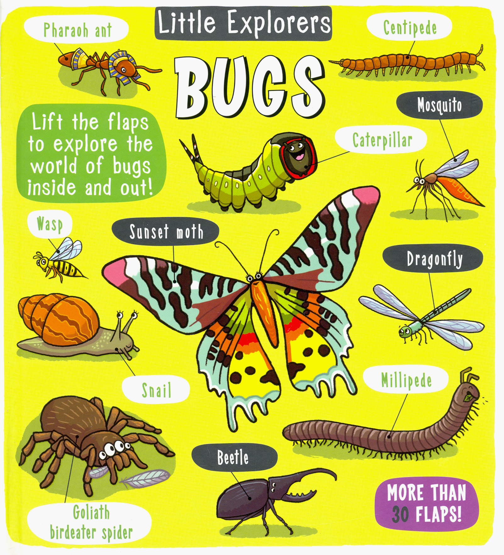 

Little Explorers Bugs