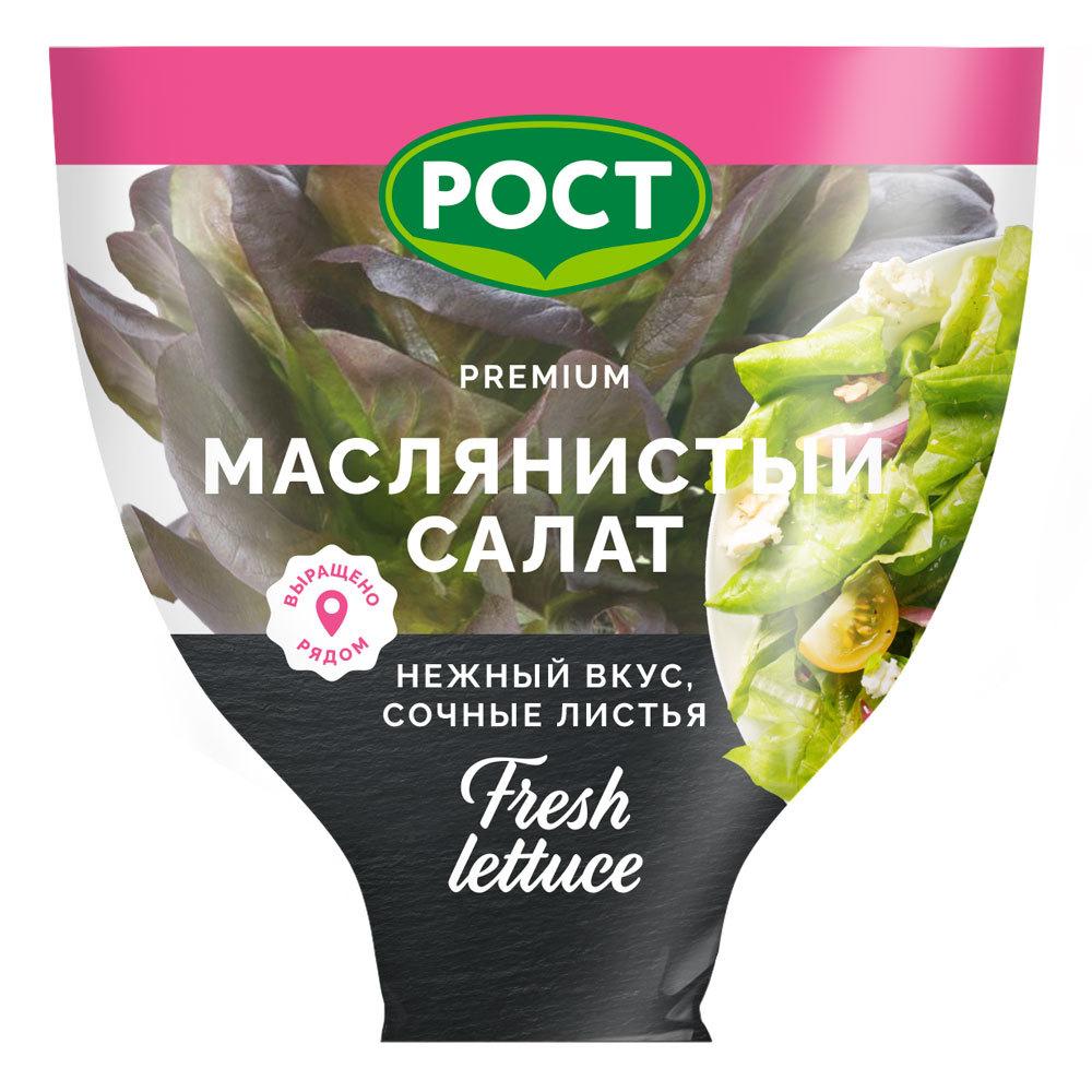 Салат маслянистый Рост красный, в горшочке, 1 шт.