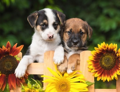 

Алмазная мозаика Рыжий кот Щенята с подсолнухами