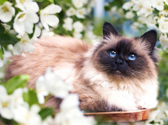 

Алмазная мозаика Рыжий кот Сиамская кошечка