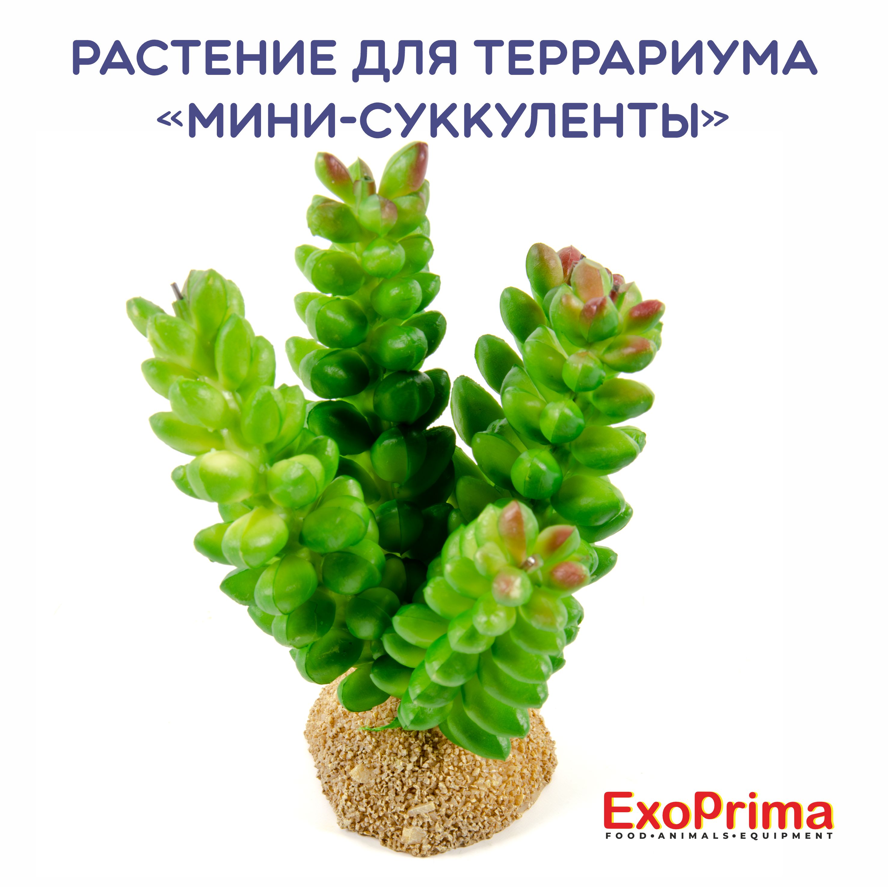 Растение для террариума EXOPRIMA Мини-суккуленты, светло-зеленое, 6,5х7х9,5см