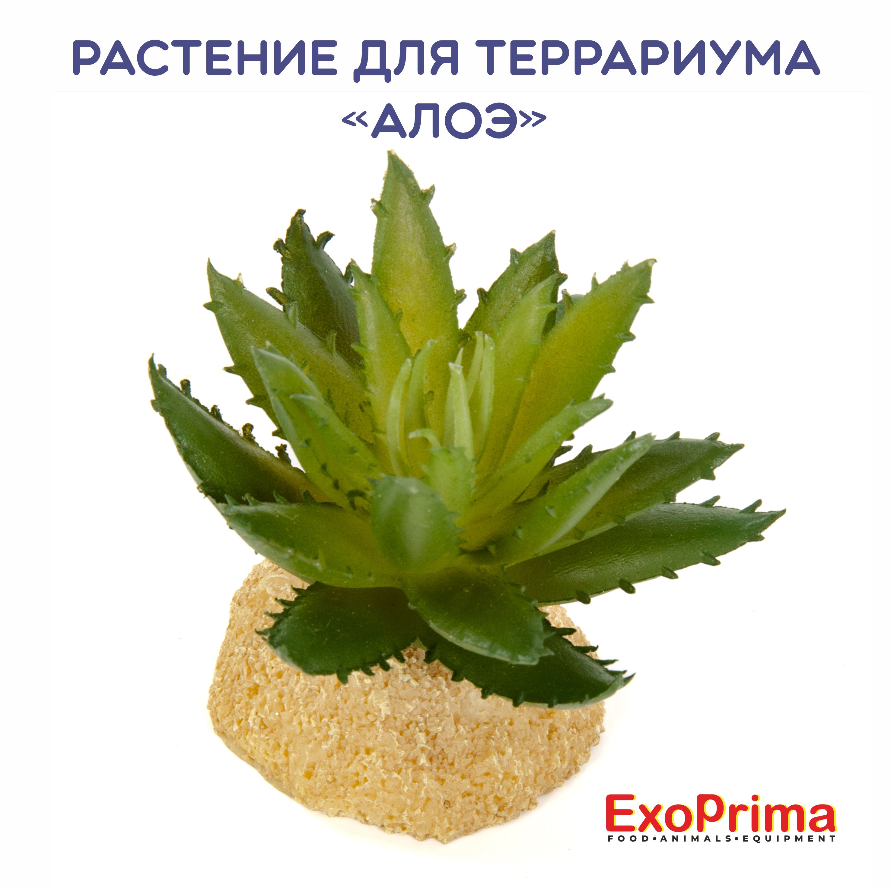 Растение для террариума EXOPRIMA Алое, зелёное, 6,5х5,5х6,5см