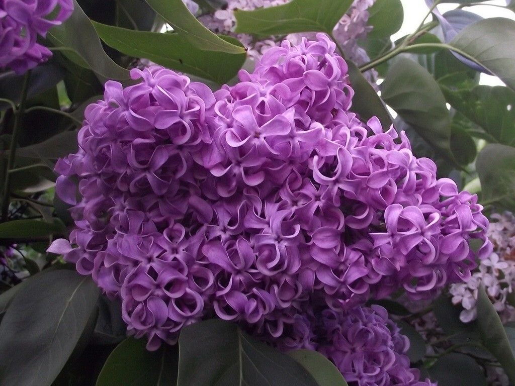 Саженцы декоративных кустарников сирень LeFlower Сирень-с-микс4_672604010 4 шт