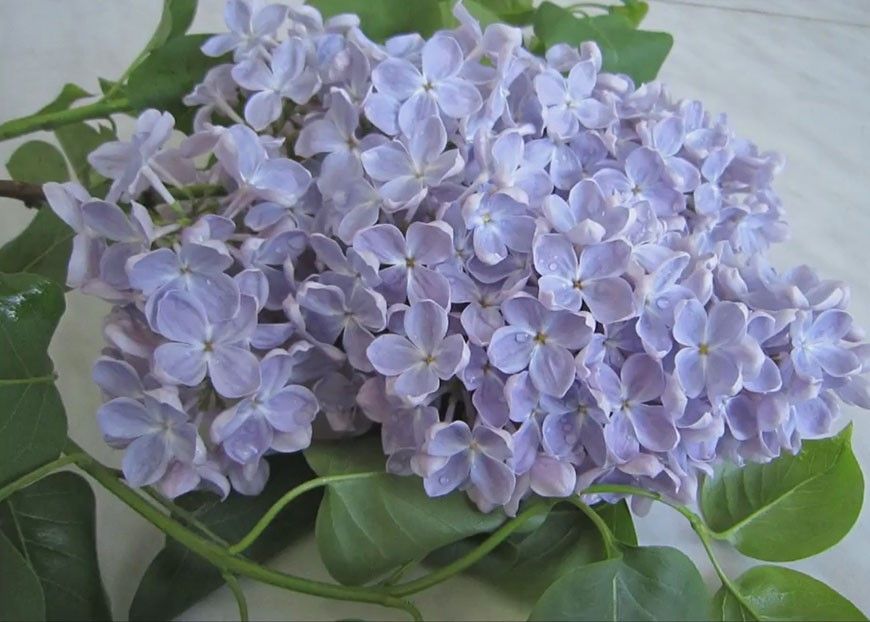 Саженцы декоративных кустарников сирень LeFlower Сирень-с-ладога1_672027976 1 шт