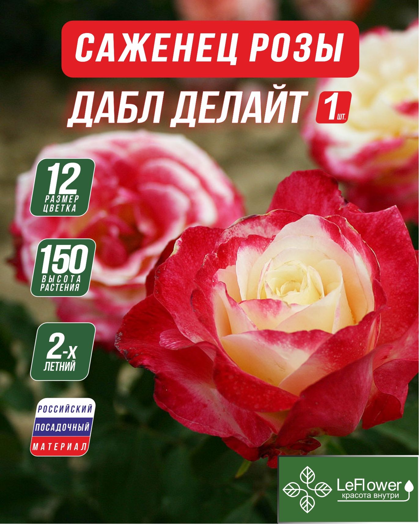Саженцы декоративных кустарников роза LeFlower роза-с-даблделайт1_698258037 1 шт