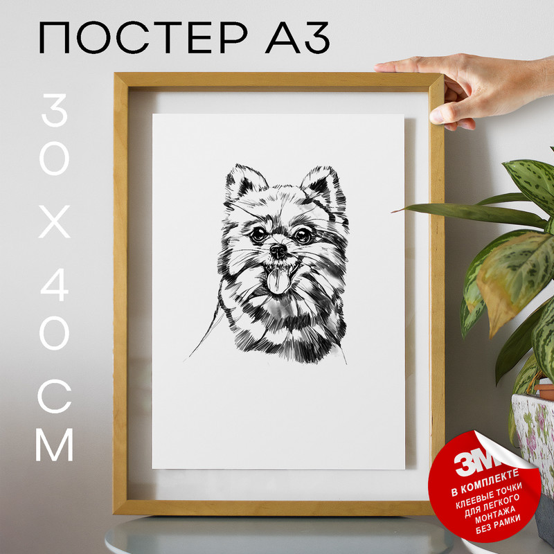 

Постер с надписью, Собаки - Pomeranian Dog А3 DSPpp02945 30х40, рамка А3, DSPpp02945