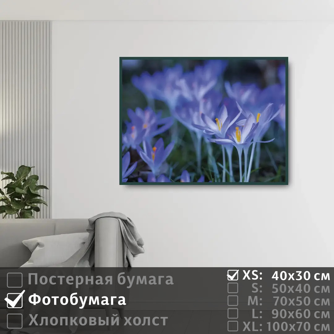 

Постер на фотобумаге ПолиЦентр Весенние синие цветы крокусы 40х30 см, ВесенниеСиниеЦветыКрокусы