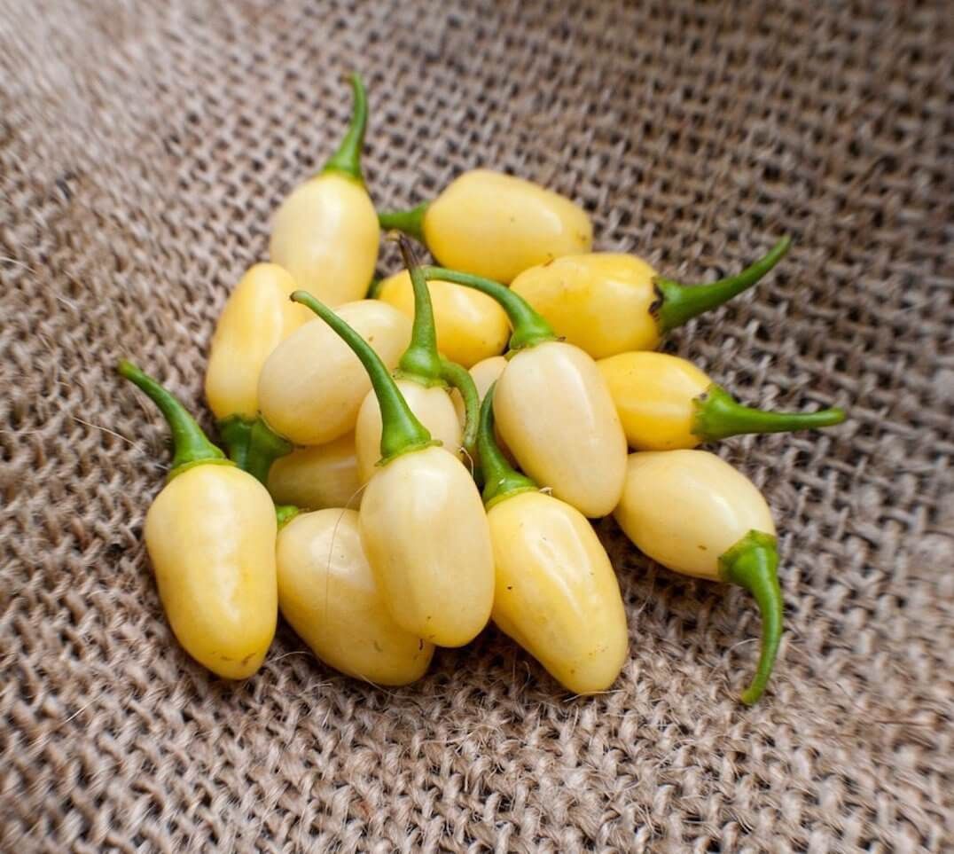 Семена перец острый Хабанеро белый Magic Forest Seeds 1005002712165090 1 уп.