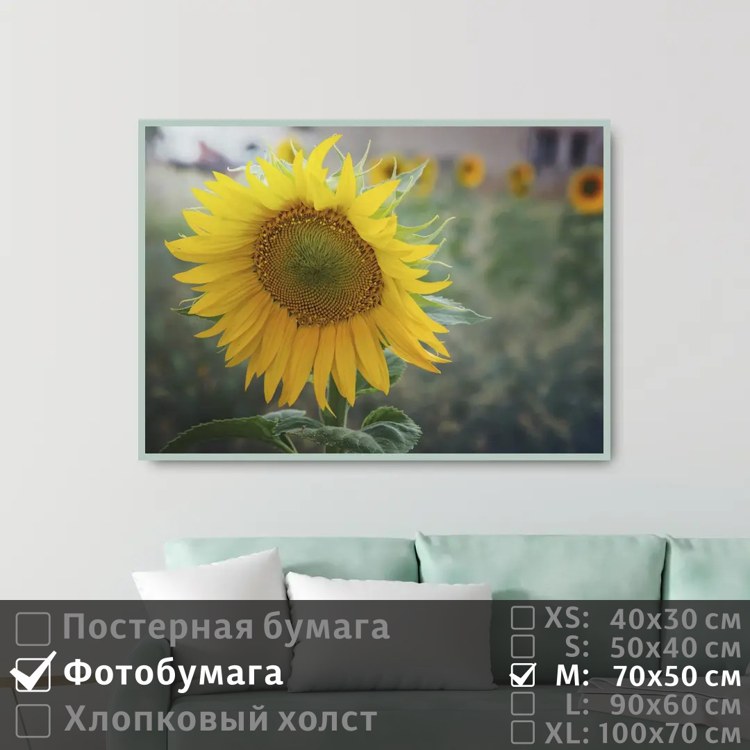 

Постер на фотобумаге ПолиЦентр Подсолнух 70х50 см, Подсолнух