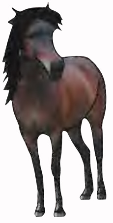

Термоаппликация 33202/1SB HKM Pony mit schwarzer Mahne