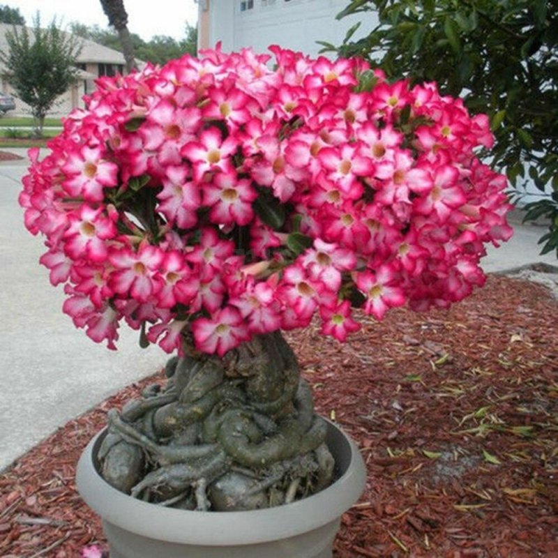 фото Роза пустыни (adenium obesum) семена 10 шт semianych store