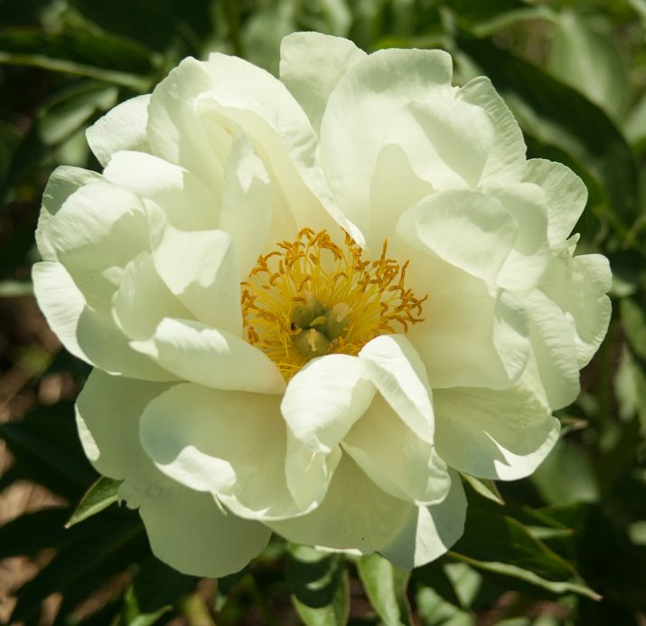 Корневища цветов пион LeFlower пион-к-вип-мунрайз1 1 шт