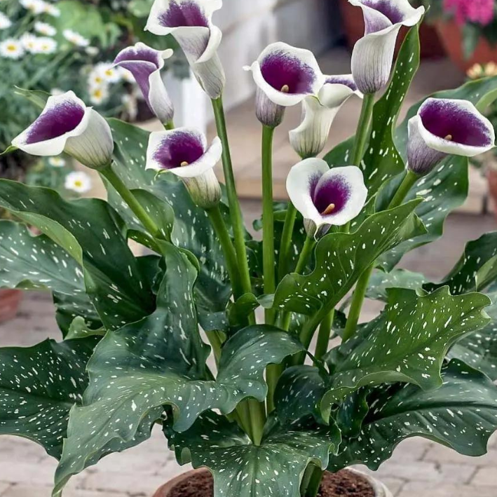 Корень цветов, Калла, Botanica, Пикассо, 348, 1 шт.