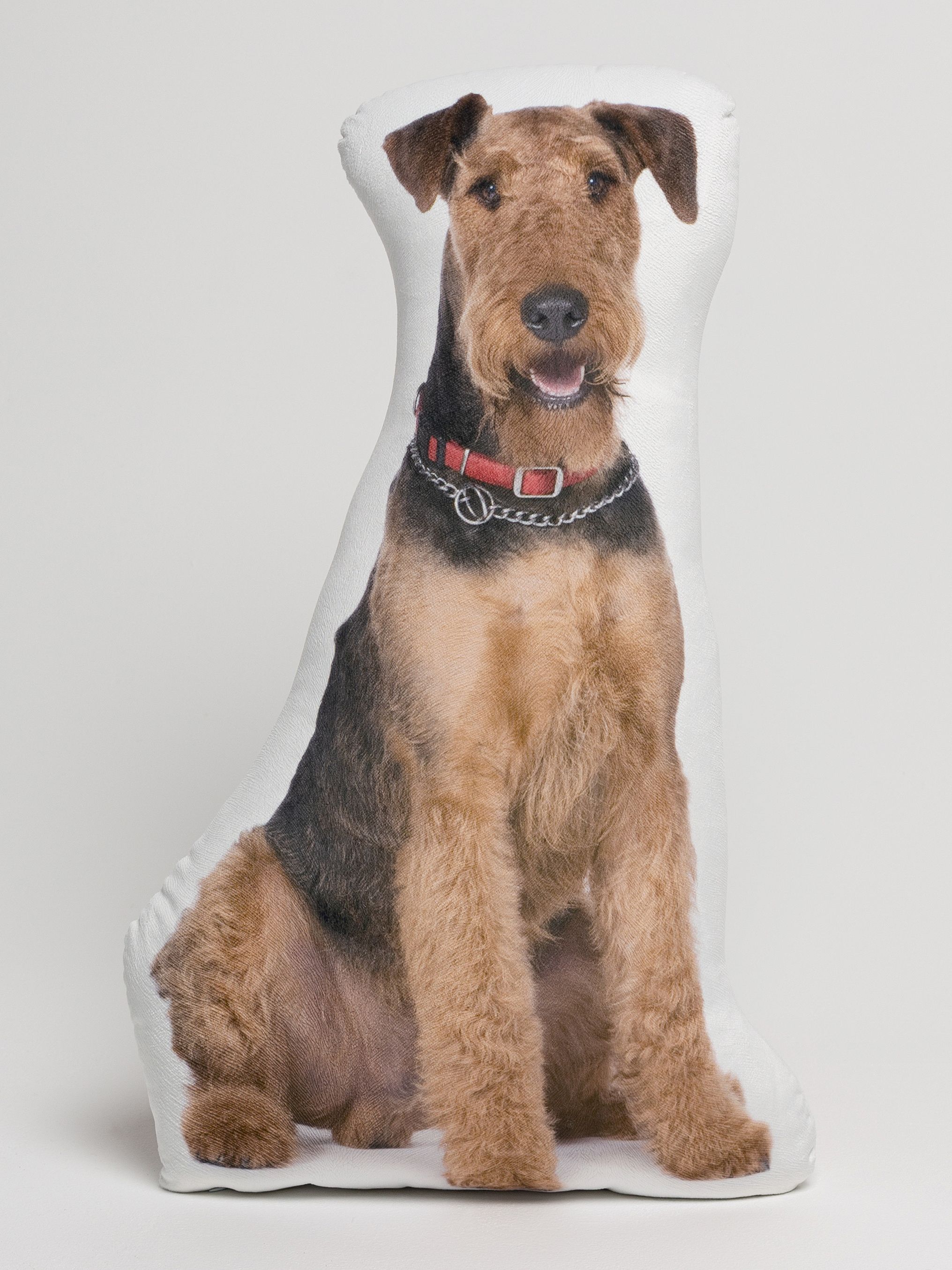 Эрдельтерьер с человеком