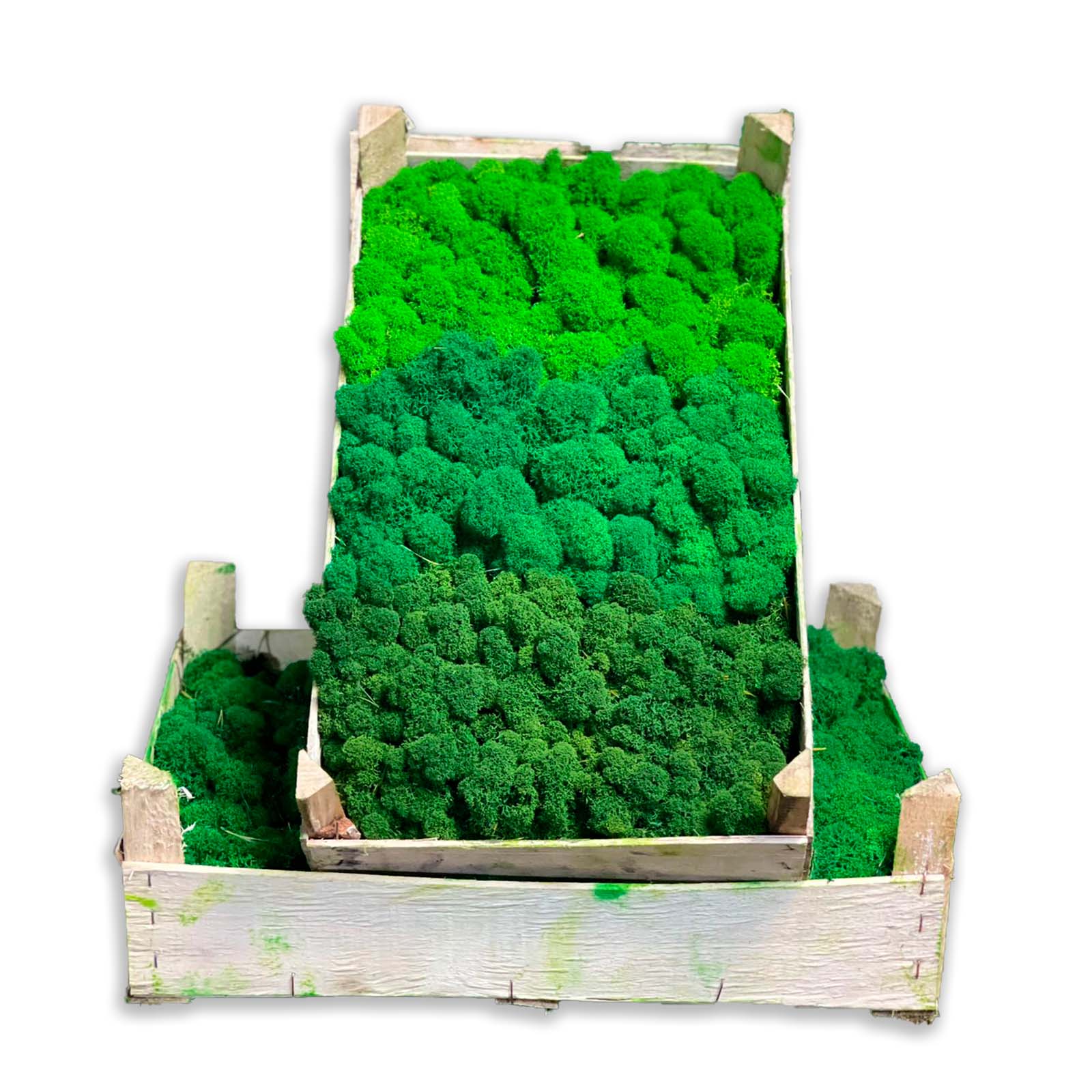 

Стабилизированный мох Russian Moss Ягель 1кг, цвет лесной зелёный, Зеленый, Лесной Зелёный