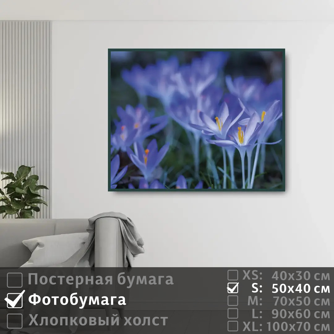 

Постер на фотобумаге ПолиЦентр Весенние синие цветы крокусы 50х40 см, ВесенниеСиниеЦветыКрокусы