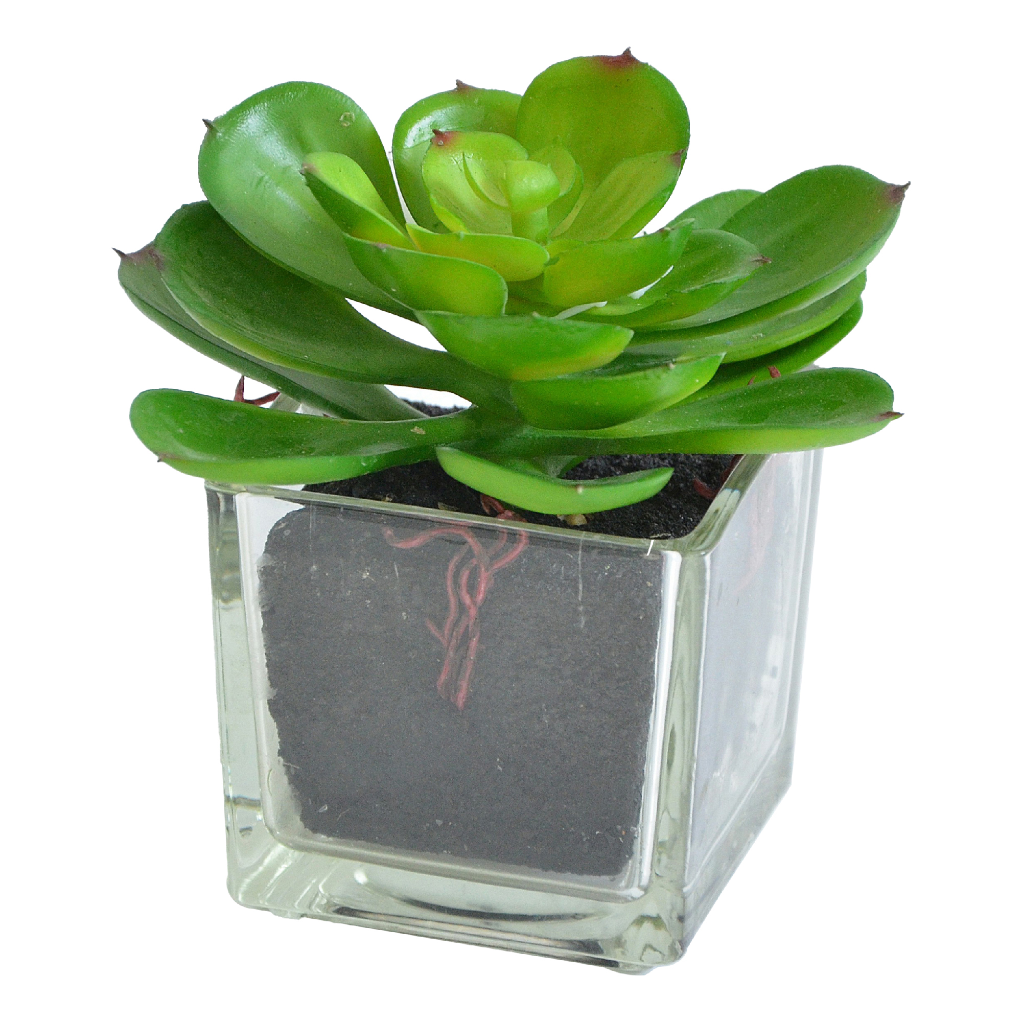 фото Искусственное растение суккулент эхеверия зеленая в прозрачном кашпо 10 см nobrand