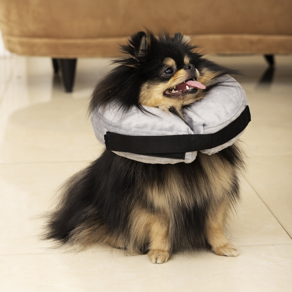Защитный ветеринарный воротник для собак и кошек MR DOG, размер XS