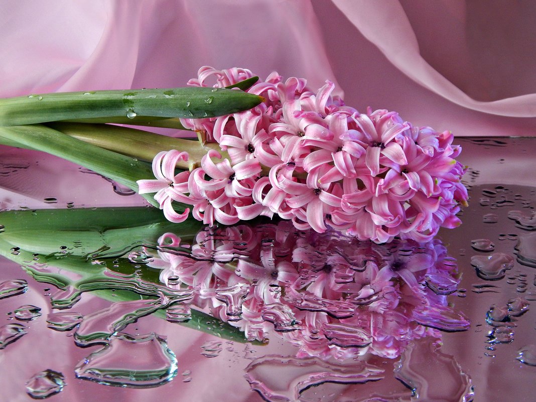 

Луковицы гиацинт Анна Лиза Hyacinthus 3 шт.