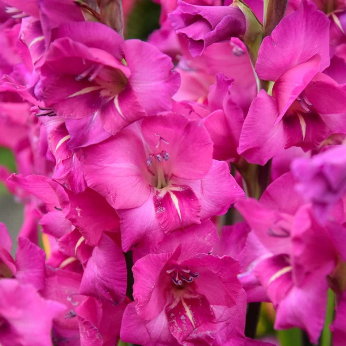 Корень цветов, Гладиолус, Botanica, Казимир, 220, 5 шт.