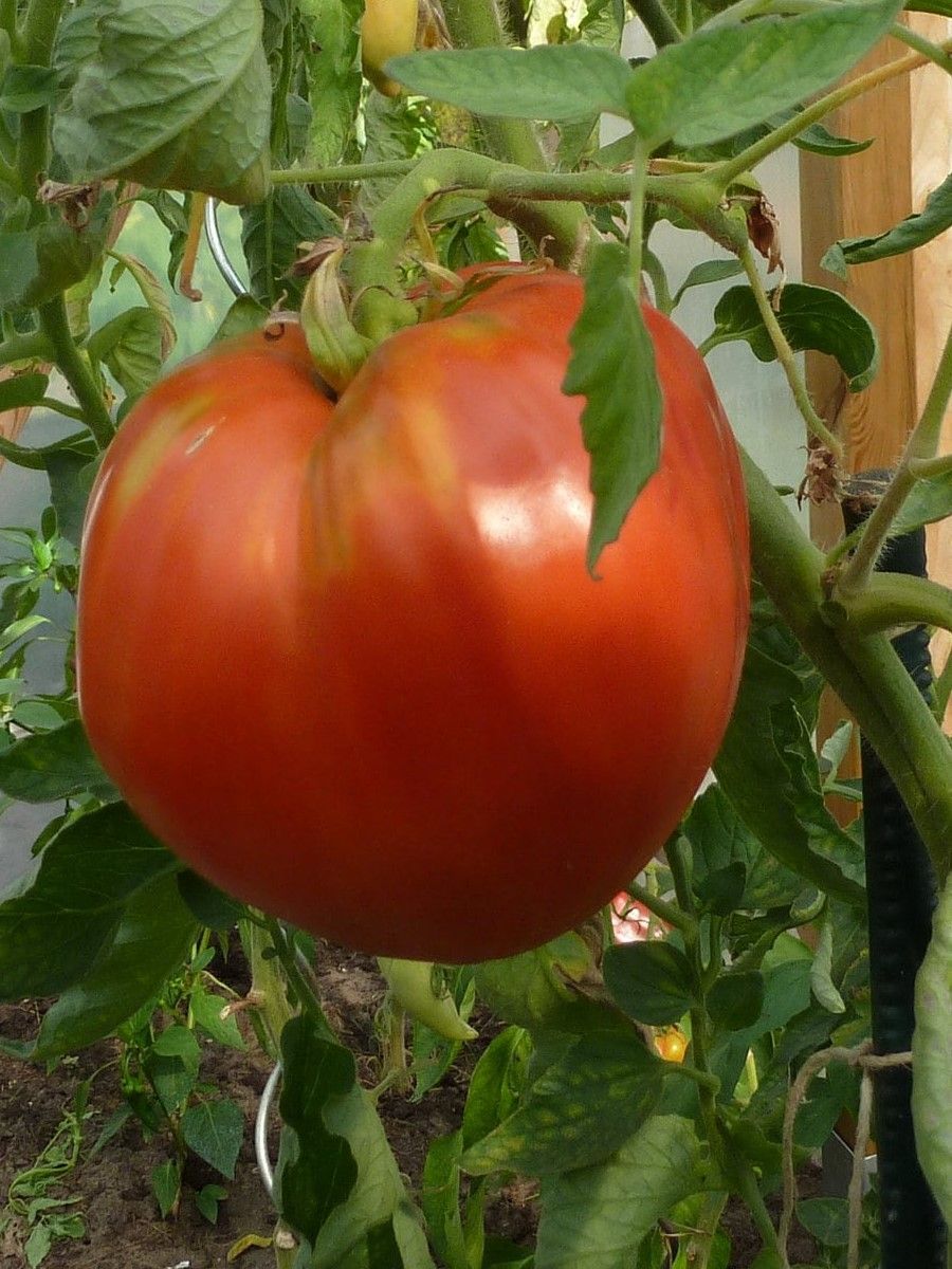 Семена томат Болгарское сердце крупное Бамбук Shop Tom3 1 уп.