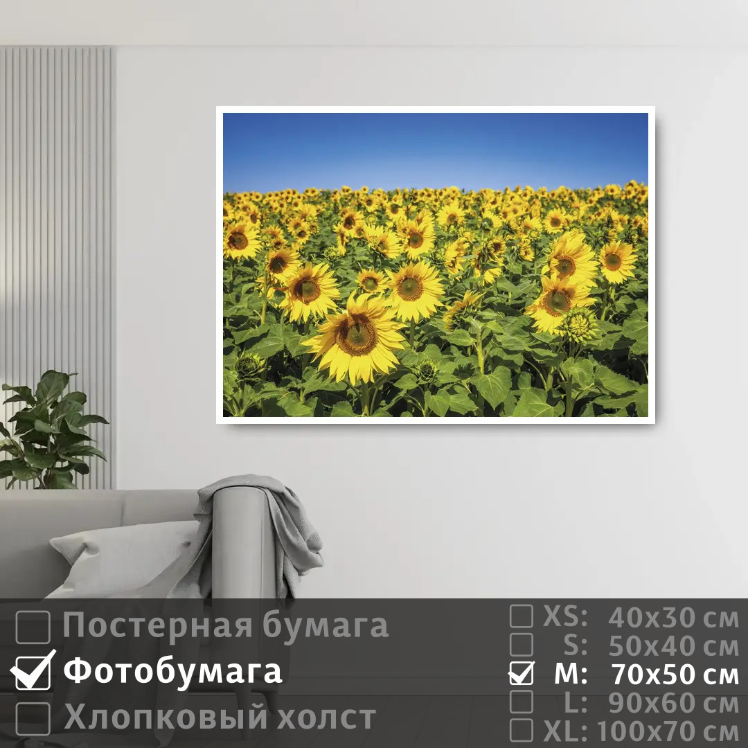 

Постер на фотобумаге ПолиЦентр Подсолнечное поле 70х50 см, ПодсолнечноеПоле