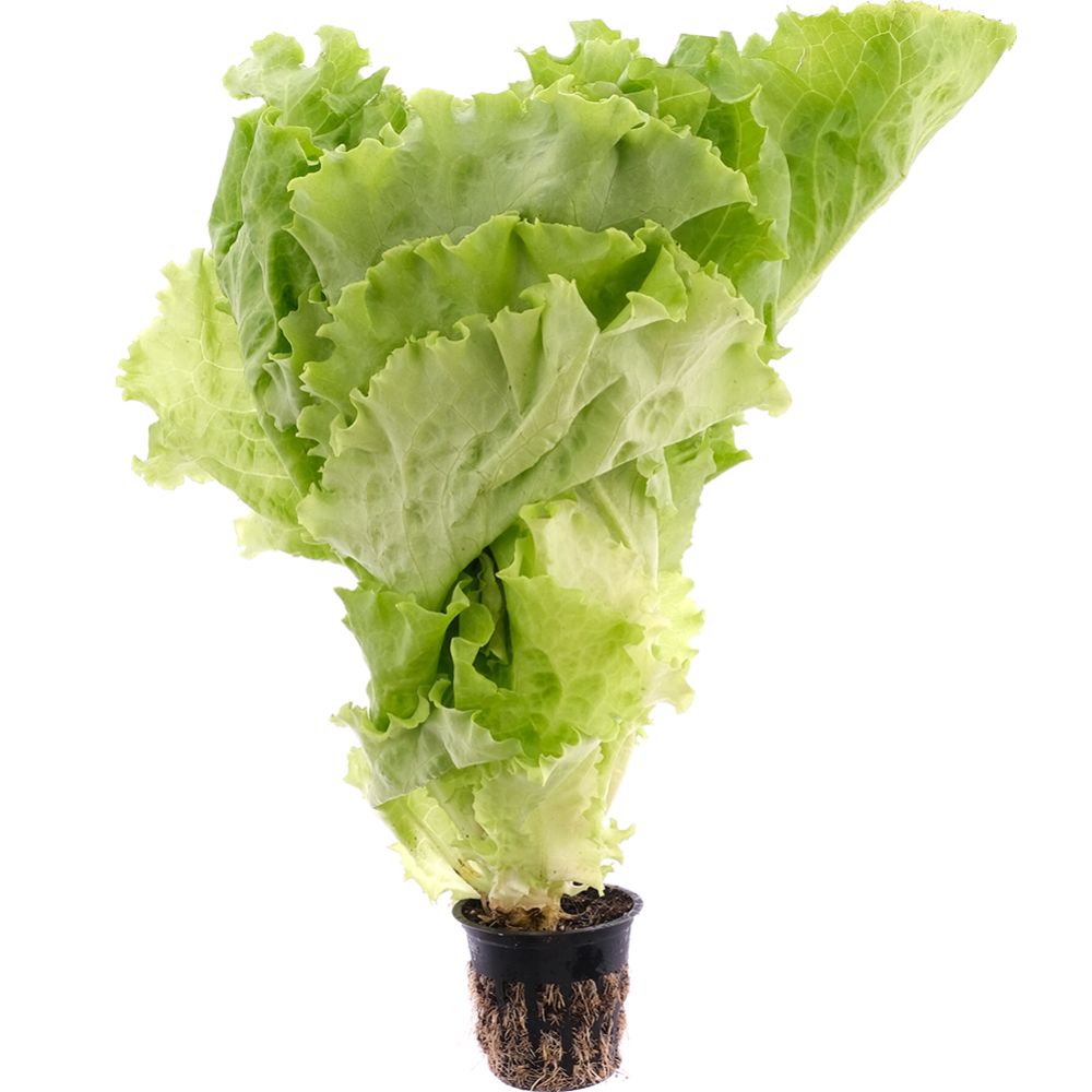 

Салат Green vitamin листовой в горшочке