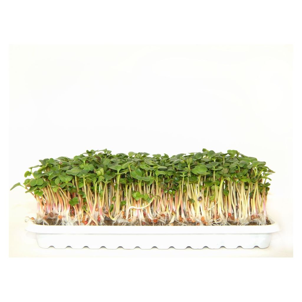 

Микрозелень Greencompan Редиса 50 г
