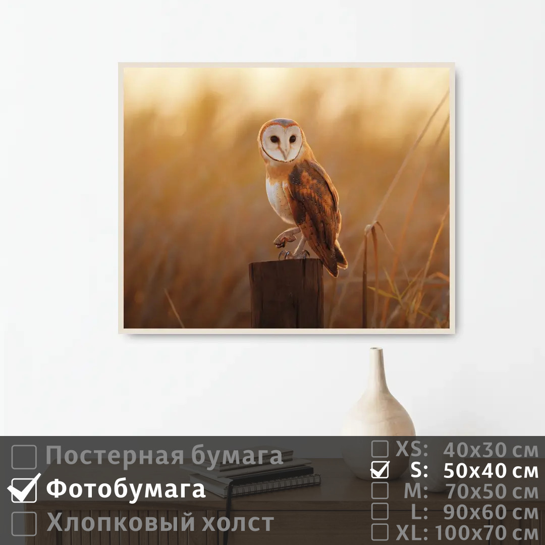 

Постер на фотобумаге ПолиЦентр Сова сидит на столбе смотрит вдаль 50х40 см, СоваСидитНаСтолбеСмотритВдаль