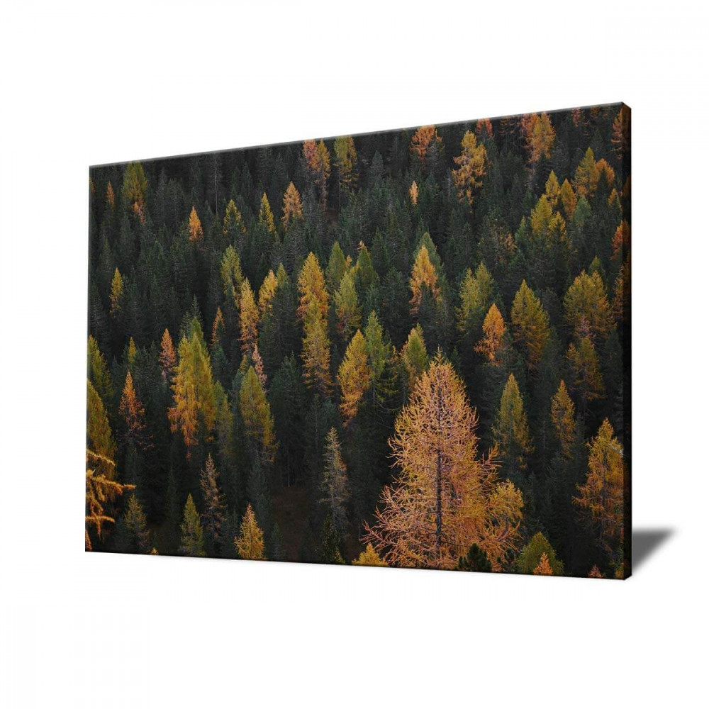 

Картина Red Panda Осенняя Роща40x60