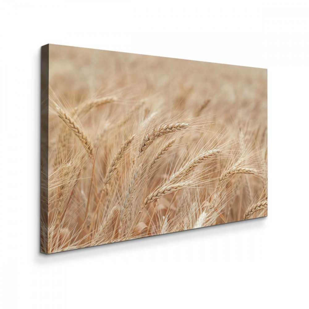 

Картина Red Panda Пшеничное Поле40x60