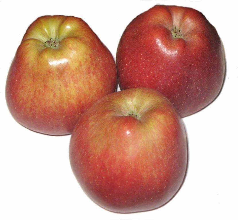 Яблоня ред делишес купить. Сорт яблок ред Делишес. Ред Дюшес яблоня. Яблоки ред Делишес 1 кг. Яблоки ред Чиф 1кг.
