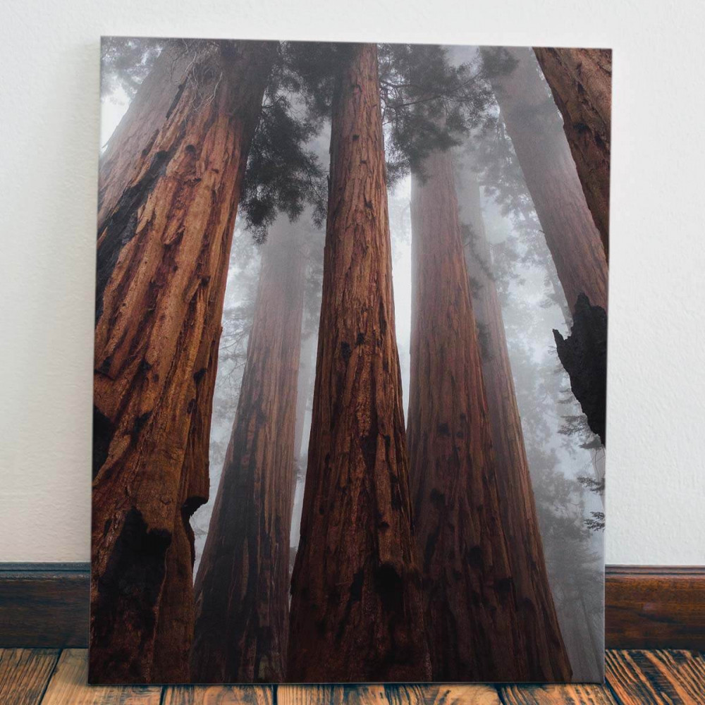 

Картина Red Panda Тысячелетние стволы деревьев40x60