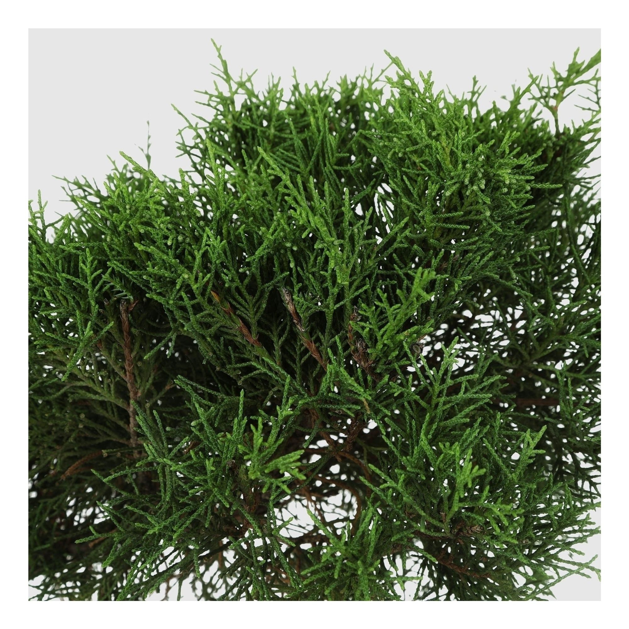 

Можжевельник Orangery juniperus mint julep 91 см