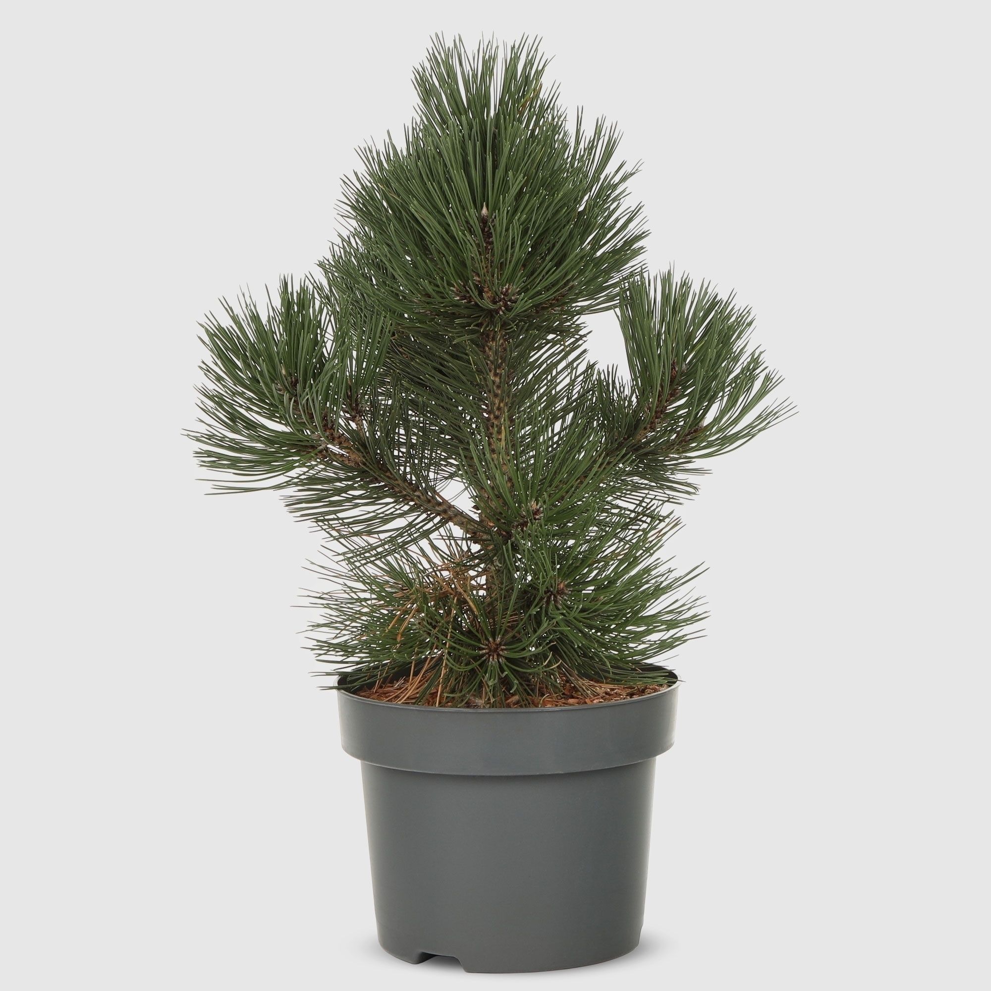 Сосна Pinus held malinki 60 см